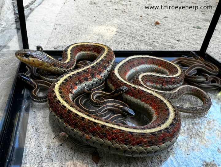 Coast Garter Snakes